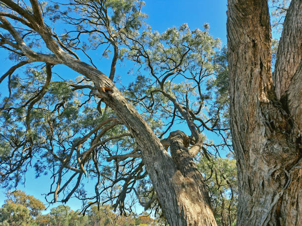 istock Hopetoun, Victoria Australia 1361109243