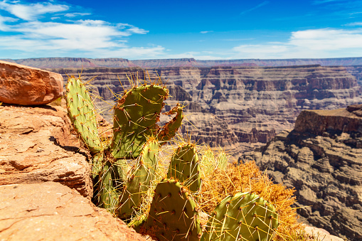 Grand Canyon West Rim in a sunny day, USA