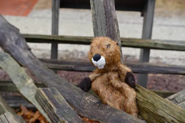 A rain drenched Beaver puppet has been left behind by some child in the Pemberton Historical Park of Salisbury, MD on a dreary December day