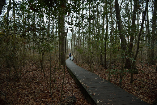 A lone birdwatcher searching in the forest of the pemberton historical park on a cold December day in salisbury, MD during the annual Bird Christmas Count