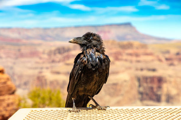 istock Black Raven at Grand Canyon 1361112865