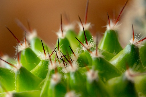 Close-up of Parodia magnifica, species of flowering plant in the family Cactaceae