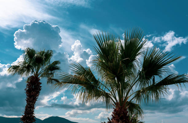 An image of nice palm trees in the blue sunny sky