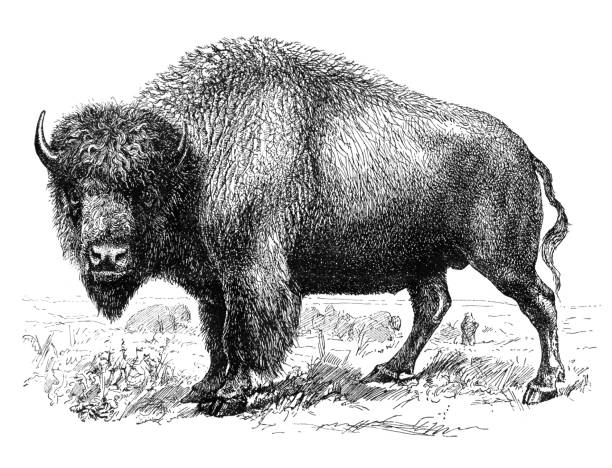 ilustrações, clipart, desenhos animados e ícones de desenho de bisão americano de 1896 - illustration and painting engraving old fashioned engraved image