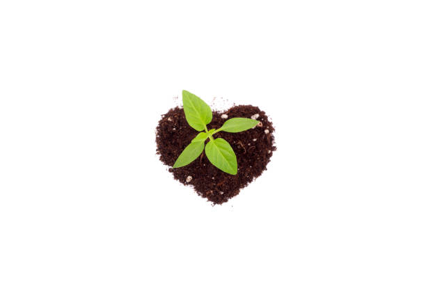 sweet pepper spring green sprouts growing on heart shape soil