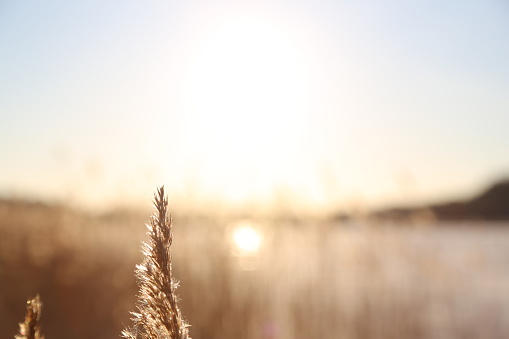 Common Reed Sunset