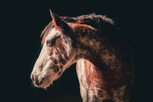 Endurance horse portrait at a grooming point