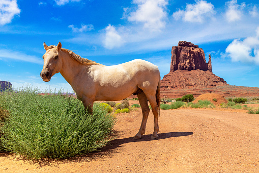 White horse at Monument Valley in a sunny day, Arizona, USA