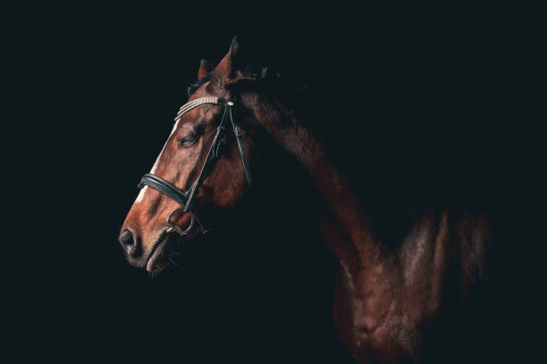 istock Eye closed  horse portrait on black backround. 1361129313