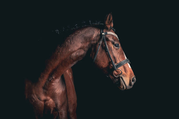 Elegant horse portrait on black backround. Horse on dark backround. portrait of stunning dressage chestnut gelding horse in bridle isolated on black background dark bay horse stock pictures, royalty-free photos & images