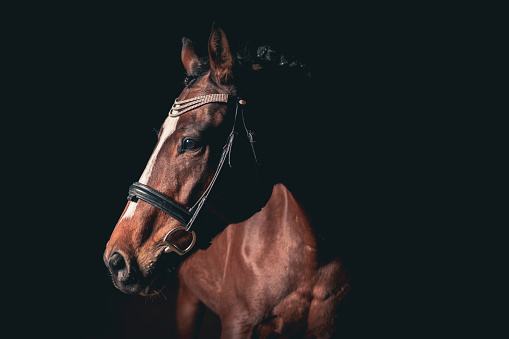 portrait of stunning dressage chestnut gelding horse in bridle isolated on black background