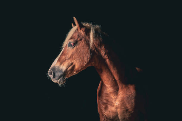 istock Elegant Haflinger Horse portrait on black backround. 1361130630