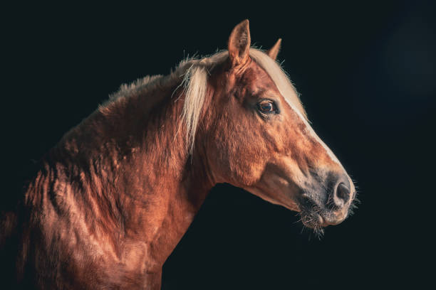 istock Elegant Haflinger Horse portrait on black backround. 1361130651