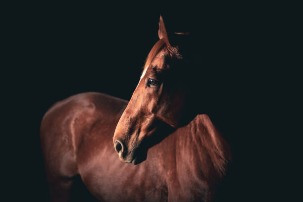 Creative shot of a dark bay horse head looking left. Beautiful chestnut brown horse mare stallion isolated on black background. Elegant portrait of a beautiful animal. horse stock pictures, royalty-free photos & images