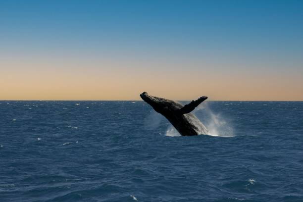 istock humpback whale in south bahia 1361136608