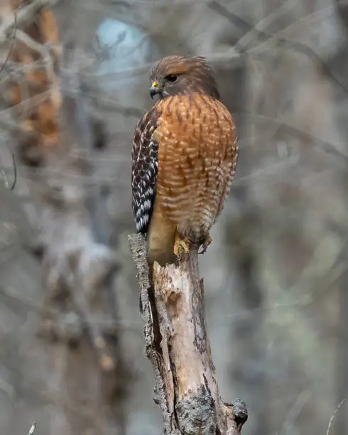 Photo of Red Shouldered Hawk on a perch