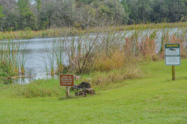 istock Danger Alligator and Loading and Unloading Only Signs at Mac Lake in Colt Creek State Park, Lakeland, Polk County, Florida 1361142899