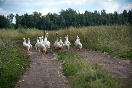 white domestic geese walking on country road . High quality photo