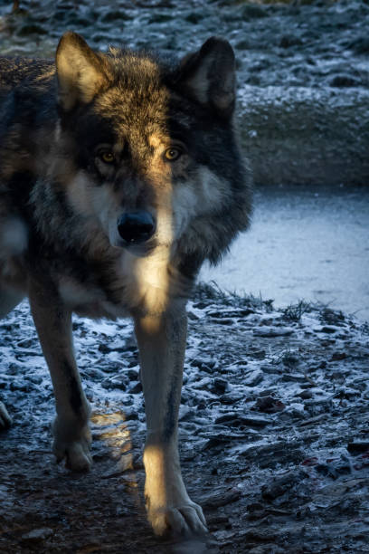istock A portrait of a grey wolf in winter. 1361157942