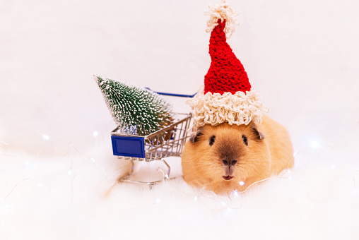 Guinea pig of breed California in the red hat near the Christmas tree on a light background. New Year and Merry Christmas postcard. Domestic rodent looking at the camera. Pet care.