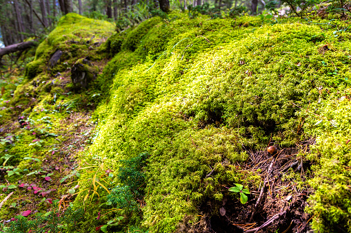 Beautiful green moss in Banff National Park, Canada