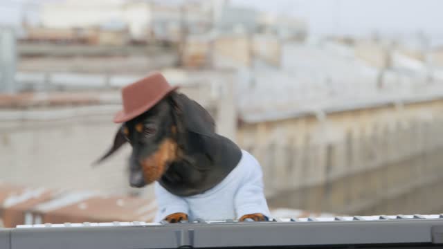Funny dachshund puppy in cowboy wide-brimmed hat expressively plays electric piano, doing a little outdoor jam session, front view. Concept of hobby and entertainment