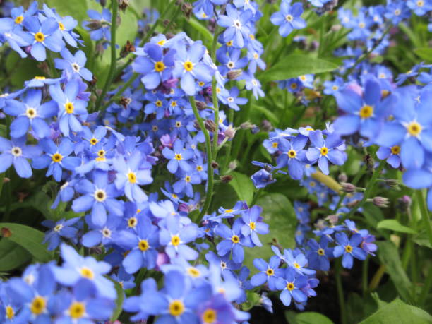 istock Bright Sweet Pretty Blue Forget-Me-Not Flowers Springtime May 2021 1361159042