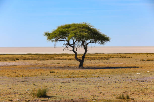 Acacia Tree at Etosha National Park