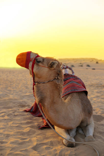 istock Camel in knitted orange muzzle lies in the desert 1361175394