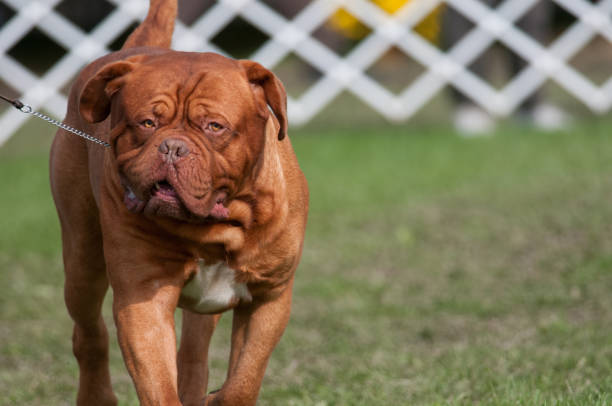 istock Dogue de Bordeaux close up 1361176061