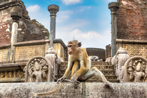 Wild monkeys at Ruins of  Vatadage in Polonnaruwa Archaeological Museum, Sri Lanka