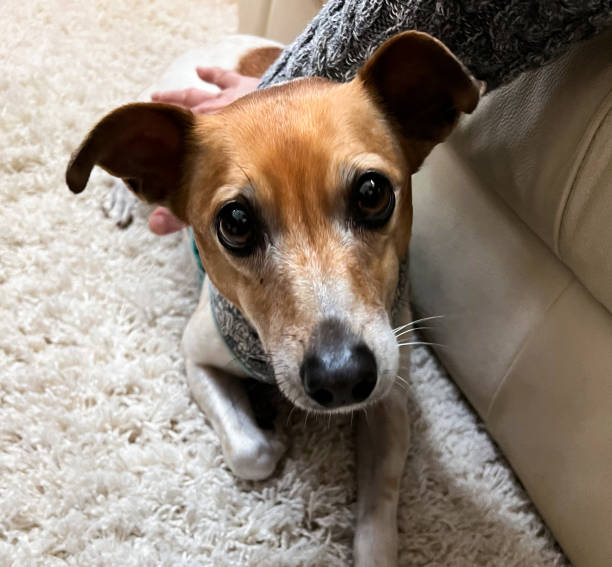 istock Dog Jack Russell Terrier Being Pet 1361179411