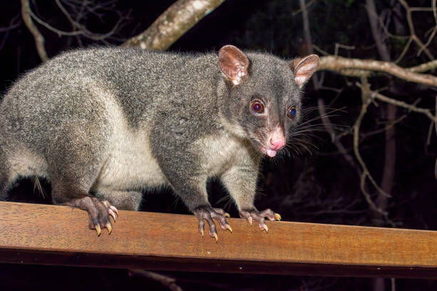 istock Short eared mountain possum at night 1361182310
