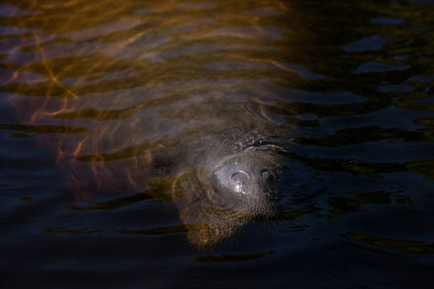 West Indian manatee Trichechus manatus in Southwest Florida West Indian manatee Trichechus manatus manatus stock pictures, royalty-free photos & images