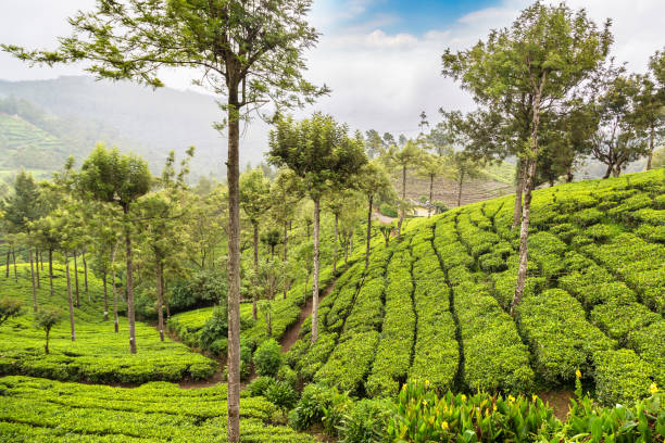 istock Tea plantations in Sri Lanka 1361182359