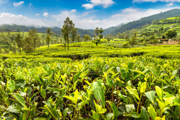 istock Tea plantations in Sri Lanka 1361182383