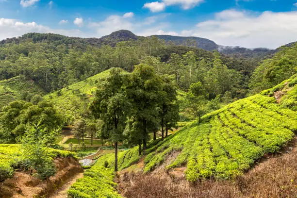 Photo of Tea plantations in Sri Lanka