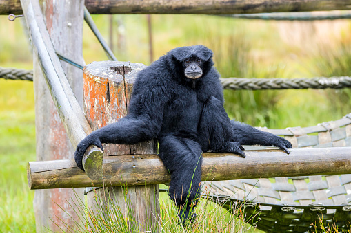 Siamang Gibbons are the largest of the Gibbon species with glossy black shaggy coats, dark hairless faces, long fingers and their arms are longer than their legs and can span 1.5 meters.