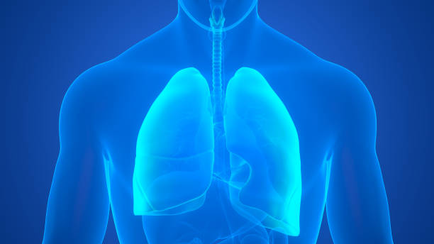 istock Human Respiratory System Lungs Anatomy 1361189154