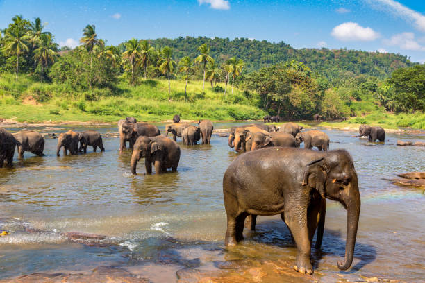 istock Herd of elephants in Sri Lanka 1361189857