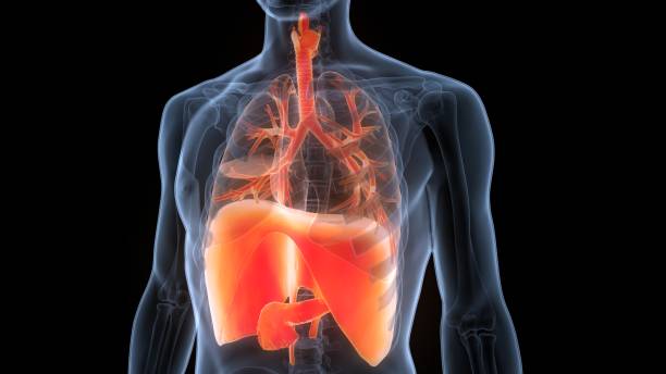 istock Human Respiratory System Lungs with Diaphragm Anatomy 1361189860