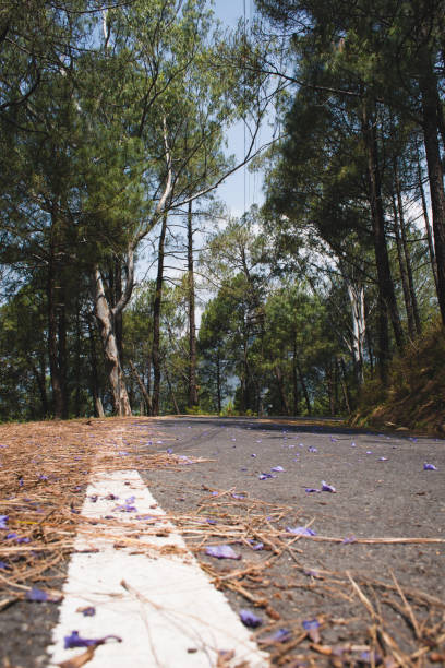 imagem de baixo ângulo de estrada e faixa branca na floresta e folhas de pinheiro, flores azuis na estrada - twisty - fotografias e filmes do acervo