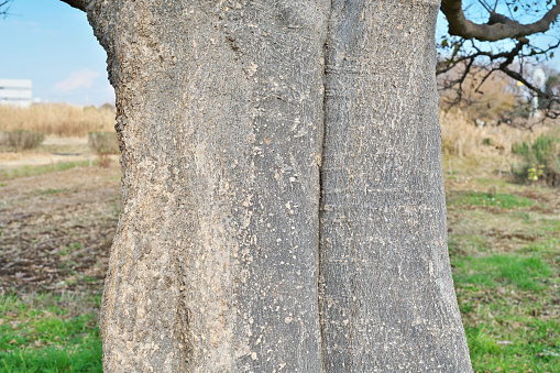 Celtis sinensis\nEnoki Bark