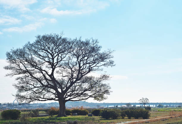 Tree of the Celtis sinensis at the riverbankEnoki on the riverbed