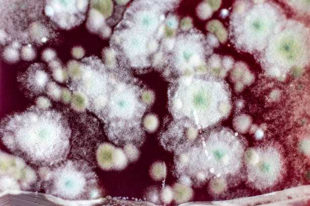 Fruiting bodies (conidiaphores) and hyphae of the fungus Aspergillus fumigatus. A. fumigatus is widely distributed and grows on household dust, soil, and decaying vegetable matter, including stale food, hay and grain. Humans and animals constantly inhale numerous spores of this fungus. A. fumigatus can cause a number of disorders in people with compromised immune function or other lung diseases, including allergy and the serious lung disease aspergillosis. Coloured scanning electron micrograph (SEM), magnified x1000 when printed at 10cm wide.