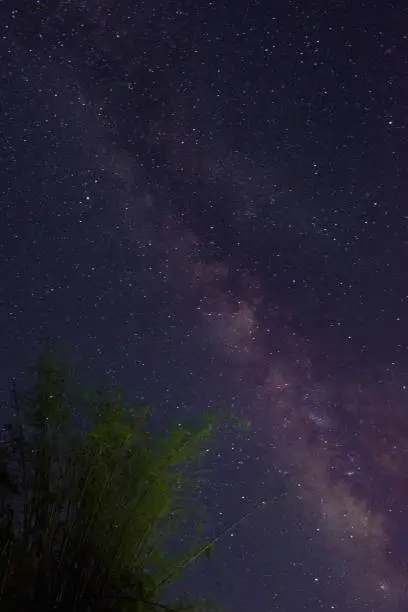 Photo of Milky way picture going up through a bamboo tree