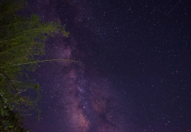 Photo of Shining milky way and bamboo tree picture