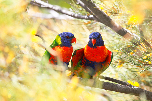 A pair of Technicolour Lorikeets (also known as Rainbow Lorikeets) perches in a native Australian acacia tree.
