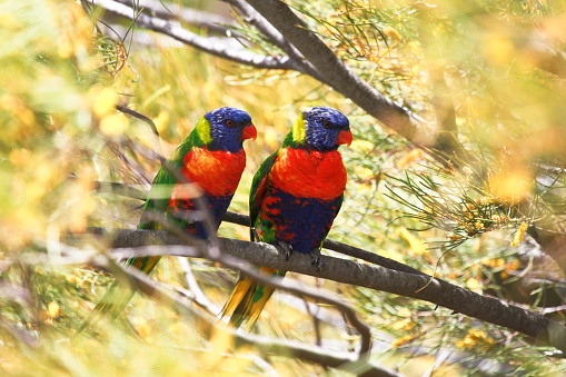 A pair of Technicolour Lorikeets (also known as Rainbow Lorikeets) perches in a native Australian acacia tree.