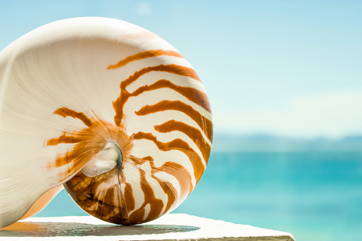 Horizontal closeup photo of a brown and white patterned Nautilus shell on a ledge outside. Soft focus turquoise ocean background. Byron Bay, NSW